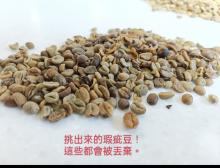 手工挑選咖啡生豆，剔除瑕疵豆